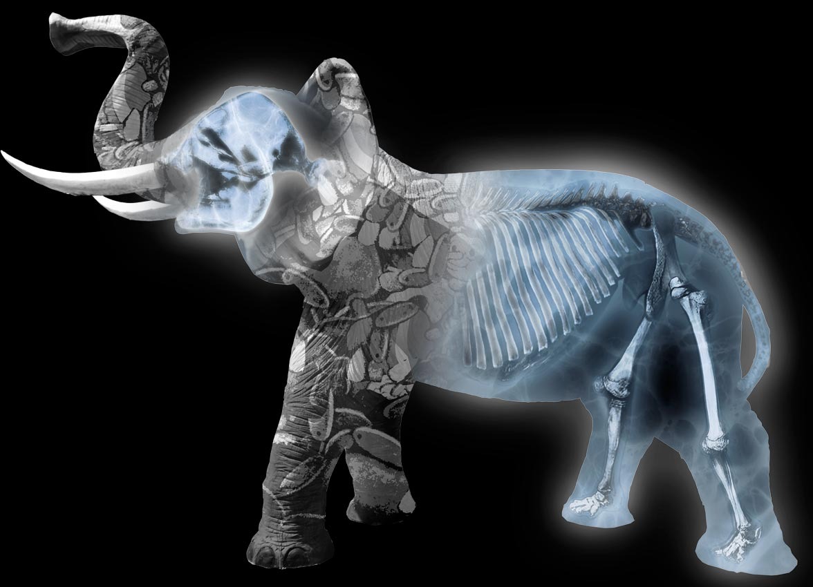 Elefante